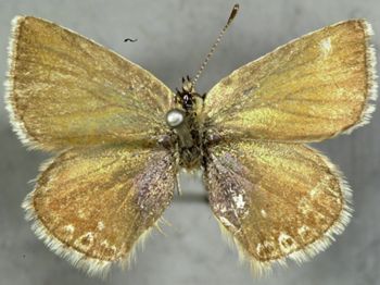 Media type: image;   Entomology 16677 Aspect: habitus dorsal view